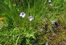 Pinguicula balcanica ©  Pandion Wild Tours